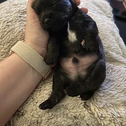 Yorkipoo Puppies from Bayless Yorkiepoos