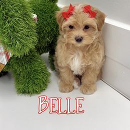 Belle - Apricot female Maltipoo puppy in Buford, Georgia from Petite Posh Puppies