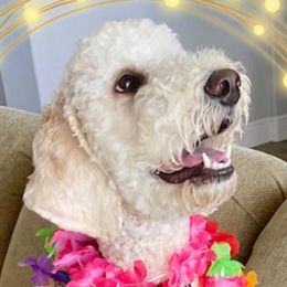 Goldendoodles from Jackie’s Heavenly Doodles