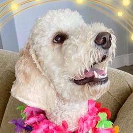 Goldendoodles from Jackie’s Heavenly Doodles