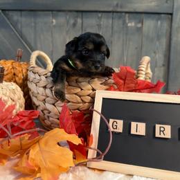 Girl Green Collar - Black and tan female Yorkshire Terrier puppy in Enoree, South Carolina from Gone to the Dogs Kennel