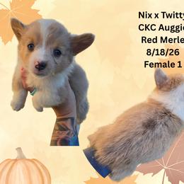 Female 1 - Red merle and white female American Corgi puppy in Campbellsburg, Indiana from Kates Corgis