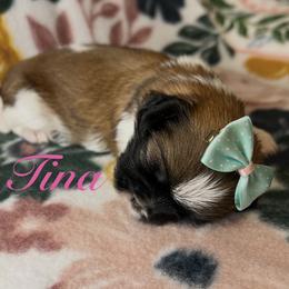 Tina - Gold and white female Shih Tzu puppy in Hemet, California from Aloha Shih Tzu