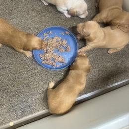 Boy 2 - Red male Dachshund puppy in Polo, Missouri from Blue Tails Farm