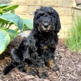 Milkshake - Phantom female Bernedoodle puppy in Midland, Michigan from Northern Charm Farm