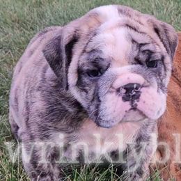 Reserved - Brindle Bulldog puppy in Granville, Iowa from Wrinkly Blessings English Bulldogs
