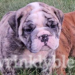 Reserved - Brindle Bulldog puppy in Granville, Iowa from Wrinkly Blessings English Bulldogs