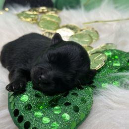 Girl 2 - Black Pomeranian puppy in Tulsa County, Oklahoma from CP Kennels