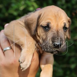 VIOLET - Fawn female Great Dane puppy in Denison, Texas from Hundeity Great Danes