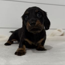 Dottie - Black and tan female Dachshund puppy in Callahan, Florida from Little Foot Kennels