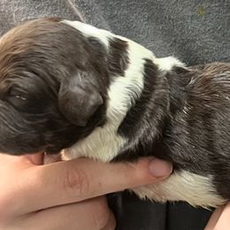 Solo girl 5 - Liver and white female Brittany puppy in Floyd Knobs, Indiana from Cross Creek Brittanys