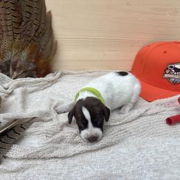 Lime - Liver and white female German Shorthaired Pointer puppy in Roodhouse, Illinois from Hurricane Creek Gun Dogs