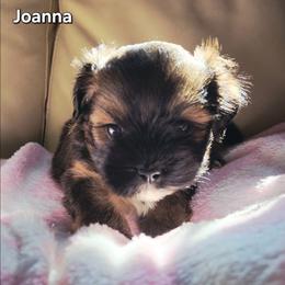 Joanna - Brown female Lhasa Apso puppy in Jefferson, New York from Absolute Lhasa Love