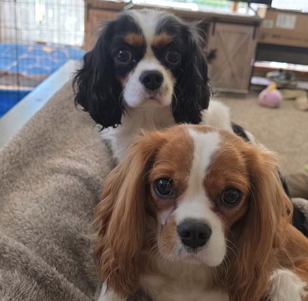Willow Rayne shelties and more in Iowa | Cavalier King Charles Spaniel ...