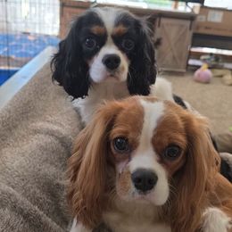 Cavalier King Charles Spaniels and Shetland Sheepdogs from Willow Rayne shelties and more