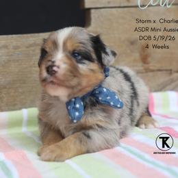 Colt- Blue Merle Male - Blue merle male Miniature Australian Shepherd puppy in Nacogdoches, Texas from TK Standard, Mini, & Toy Aussies