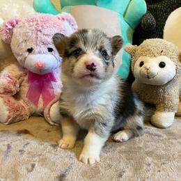 American Corgi and Pembroke Welsh Corgi Puppies from Swezey Pembroke Welsh Corgis
