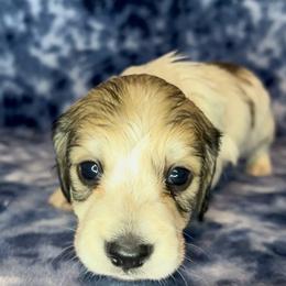 Shaded cream pie - Piebald male Dachshund puppy in Poteau, Oklahoma from Sisters Dazzling Dachshunds