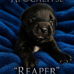 Reaper - Black male Belgian Sheepdog puppy in Virginia Beach, Virginia from Sea Major Belgians