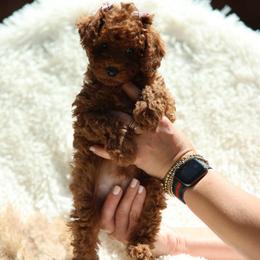 Rocco-Orange Collar - Red  male Poodle puppy in Atlanta, Georgia from Sprinkle Me Puppy
