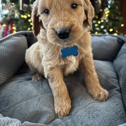 Girl 6- light blue - Cream female Goldendoodle puppy in Mattawan, Michigan from Doodifuldoods