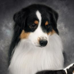 Travis - Australian Shepherd