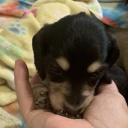 1 male - Black and cream male Dachshund puppy in Bethany, Connecticut from Mardox Dachshunds