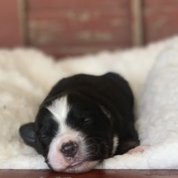 Miniature Australian Shepherd Puppies from Windy Hills Mini Aussies