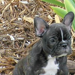 French Bulldog All Grown Up from Sierra Moon Frenchies