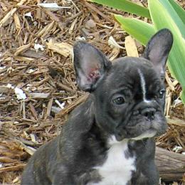 French Bulldog All Grown Up from Sierra Moon Frenchies