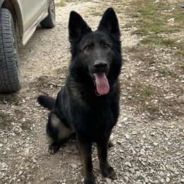 Maya - German Shepherd