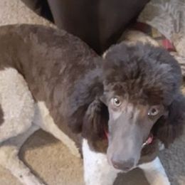 Poodles from Rossiter Poodles
