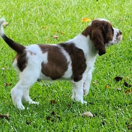English Springer Spaniel Puppies from Seagrove Springers