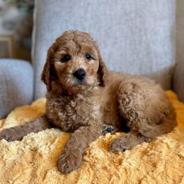 Peppermint Patty (Violet) - Red  female Goldendoodle puppy in Bay City, Texas from Charming Doods