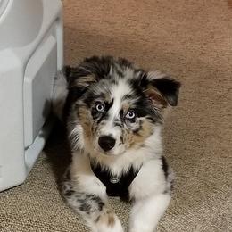 Australian Shepherd Puppies from Peacock’s Pride Australian Shepherds