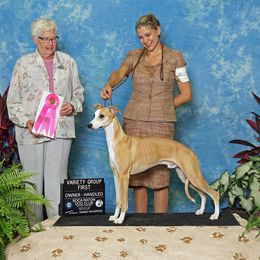 Cosmo - Whippet