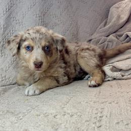 Cookie - Red merle female Australian Shepherd puppy in Arizona from BRR Aussies