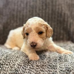 Levi - Parti male Goldendoodle puppy in Fayetteville, Arkansas from Mountain Grove Doodles