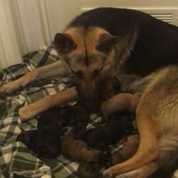 German Shepherds from Santa Carolina Farm