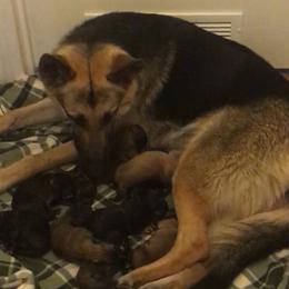 German Shepherds from Santa Carolina Farm