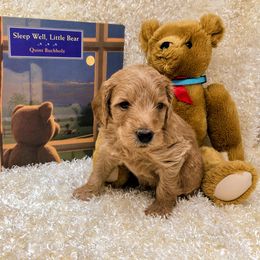 "Sundance" Goldendoodle Puppies from Ming’s Dynasty Doodles