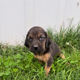 Girl 3 - Black and tan female Bloodhound puppy in Tahlequah, Oklahoma from HNH Hounds