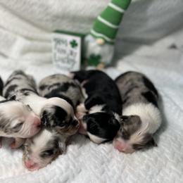 Miniature Australian Shepherd Puppies from Furrever.Mini.Aussies.llc