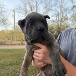 Black - Gray brindle male Cane Corso puppy in Opelousas, Louisiana from Azelees Cane Corso