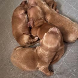Girl 3 - Red female Dachshund puppy in Jackson, Mississippi from Doxies Galore
