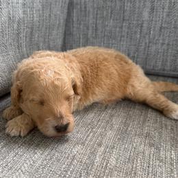 Banner - Cream male Goldendoodle puppy in Spring Hill, Florida from OHDoodles FL