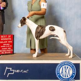 Pancake - Whippet