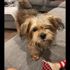 Shorkie All Grown Up from Wilson Kennel