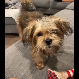 Shorkie All Grown Up from Wilson Kennel