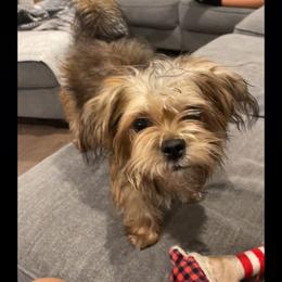 Shorkie All Grown Up from Wilson Kennel